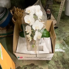 胡蝶蘭
