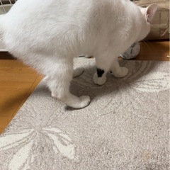 ★里親募集中★白いナイスガイ・デレデレの甘えんぼ☆ほたて - 猫