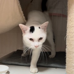 ★里親募集中★白いナイスガイ・デレデレの甘えんぼ☆ほたて − 千葉県