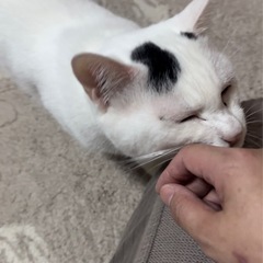 ★里親募集中★白いナイスガイ・デレデレの甘えんぼ☆ほたて - 市原市
