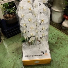 胡蝶蘭