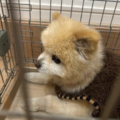 かわいいかわいいポメラニアン13歳。