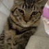 ランキングキーワードに紐づく投稿画像-子猫