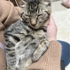 ★里親募集中★とにかくお昼寝が大好きマイペース☆なると - 猫