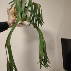 最終価格　大株！🌱ウィリンキー　ワイルド①