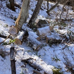 広葉樹ミックス　薪の画像