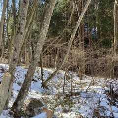 広葉樹ミックス　薪の画像