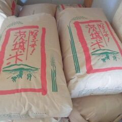 令和6年度//茨城産コシヒカリ籾米25㎏いかがでしょうか。