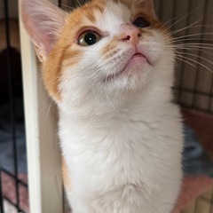 ふっくら可愛い茶白猫