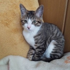 預かり猫 − 福島県