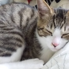 預かり猫 - 会津若松市