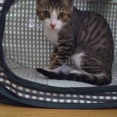 預かり猫 - 猫