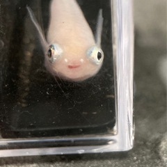 メダカ　ポニョ　2ペア 