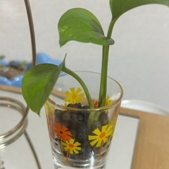 ポトス　昭和レトロ　アデリアグラス