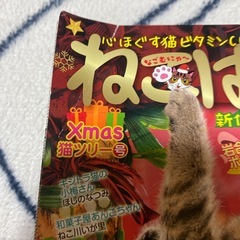 ねこぱんち　no.215.207.210の画像