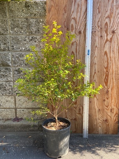 シナモンマートル　植物