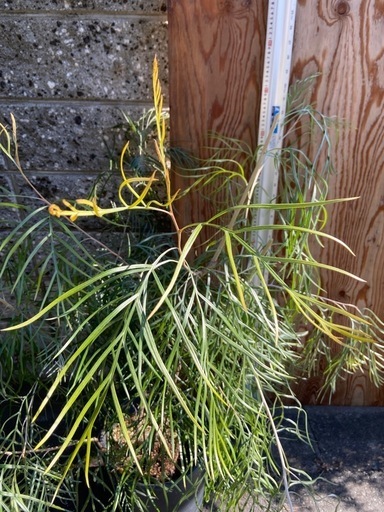 グレビレア・バンクシー　植物
