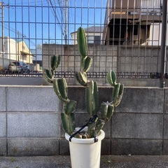 サボテン・ヌーダム ブランチ