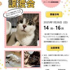 🐱保護猫譲渡会@田川市(福岡県)😻
