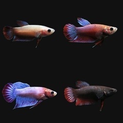 ベタ ︎︎ ♀ ♂ 2-3cm 4-5cm