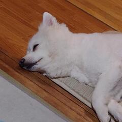 日本スピッツ🐶 - その他