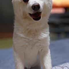 日本スピッツ🐶 − 新潟県