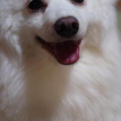 日本スピッツ🐶