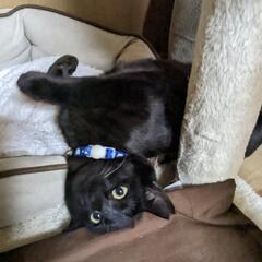 ♡大切にしてくださる家族が決まりました！♡   個性豊か🧡かわいい黒猫3兄妹  7ヶ月 家族になってください！ - 猫