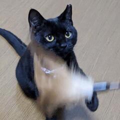 ♡大切にしてくださる家族が決まりました！♡   個性豊か🧡かわいい黒猫3兄妹  7ヶ月 家族になってください！ − 福島県