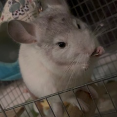 チンチラ