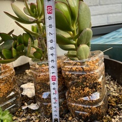 2個で500円　多肉植物　金のなる木　の画像