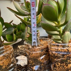 2個で500円　多肉植物　金のなる木　の画像