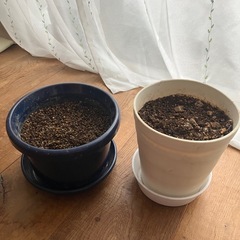 植木鉢　土入り　受け皿付き
