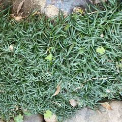 玉竜の画像
