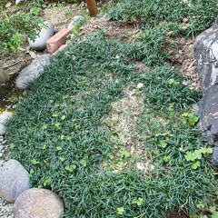 玉竜の画像