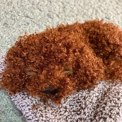 未使用　犬ぬいぐるみの画像