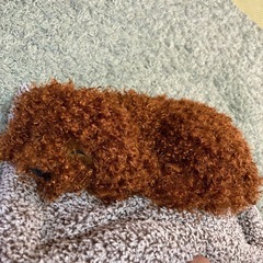 未使用　犬ぬいぐるみの画像