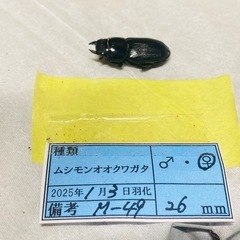 ②ムシモンオオクワガタ  新成虫ペアの販売の画像