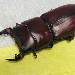 ②ムシモンオオクワガタ  新成虫ペアの販売の画像