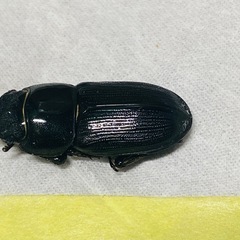 ②ムシモンオオクワガタ  新成虫ペアの販売の画像