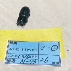 ③ムシモンオオクワガタ  新成虫ペアの販売の画像