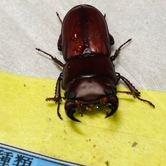 ③ムシモンオオクワガタ  新成虫ペアの販売の画像
