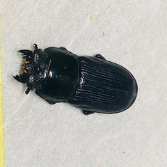 ③ムシモンオオクワガタ  新成虫ペアの販売の画像