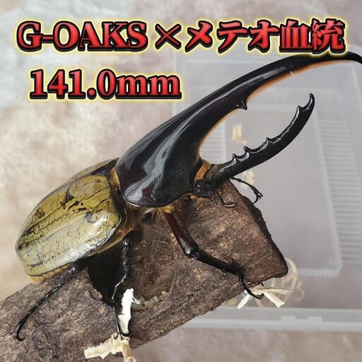 ヘラクレスオオカブト　新成虫　オス　単品　141mm　未後食　外国産　カブトムシ