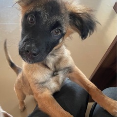 MIX仔犬のウィロー（決まりました）　まだ他にも仔犬がいます。
