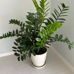 （商談中）観葉植物　ザミオクルカス
