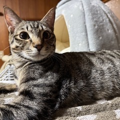 おとなしいキジ猫キリッと男前の甘えん坊