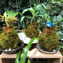 苔玉アート、苔テラリウムアート