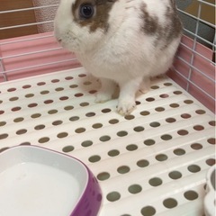 うさぎ