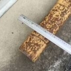 昭和アンティーク　床の間の落掛　京都産竹材　横柱　3.5mの画像